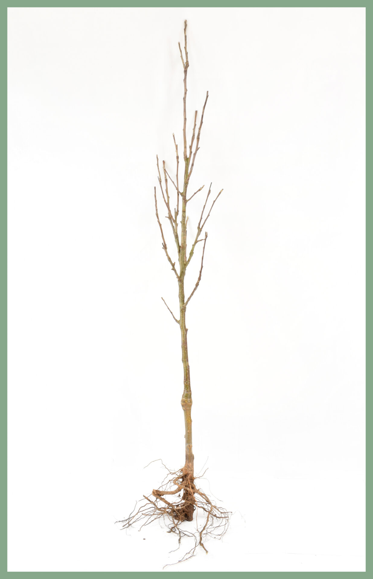 Fruit Trees Bare Root Specifications Frank P Matthews