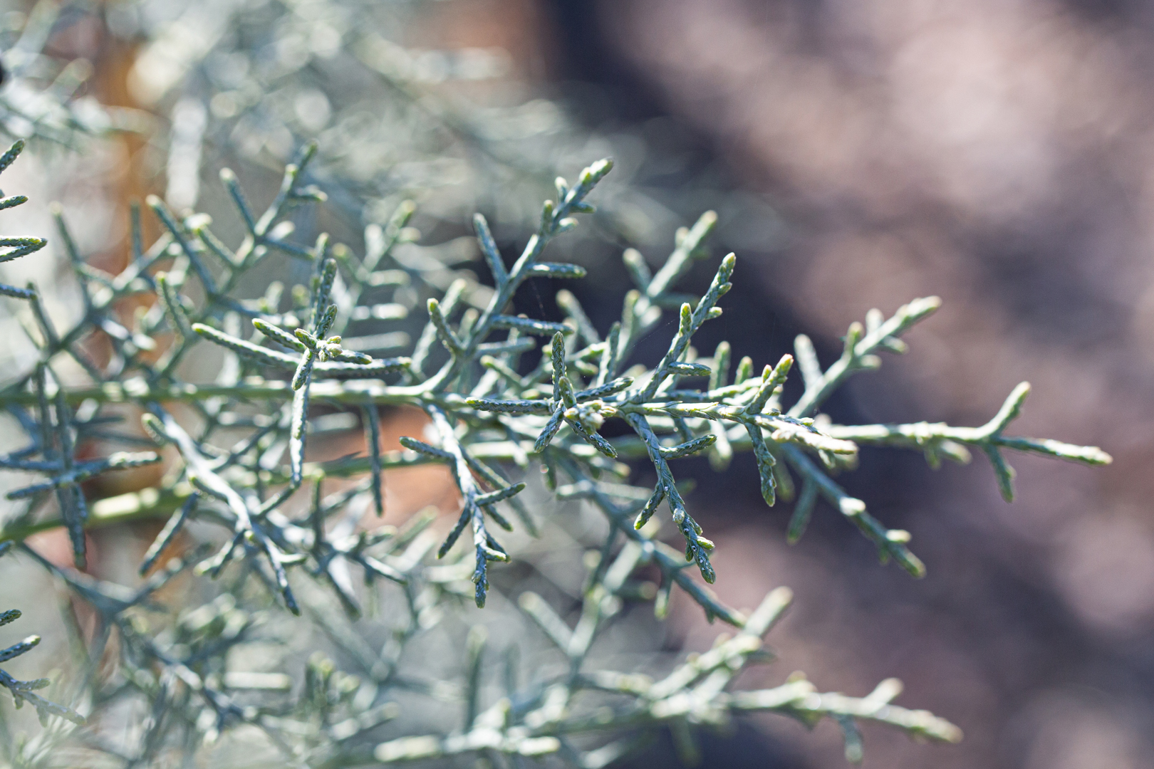 Cupressus Arizonica Var Glabra Blue Ice Frank P Matthews