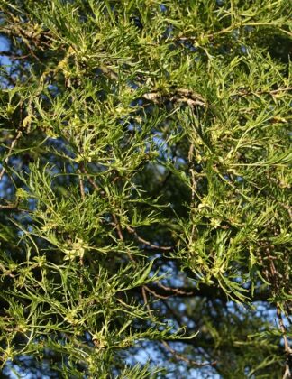 Alnus glutinosa 'Imperialis' 1