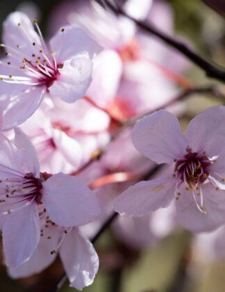 Prunus cerasifera 'Nigra' 1