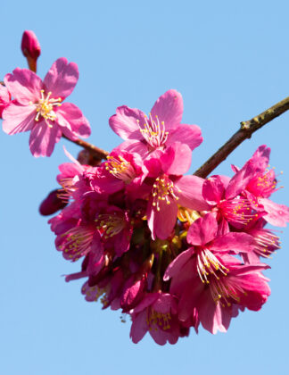 Prunus x persicoides 'Spring Glow' 1