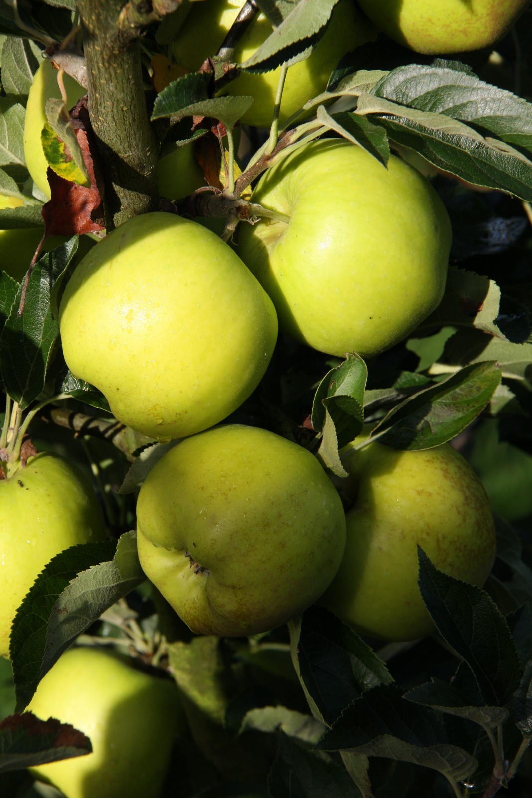 Grimes Golden Apple On Cummins Nursery Fruit Trees, Scions,