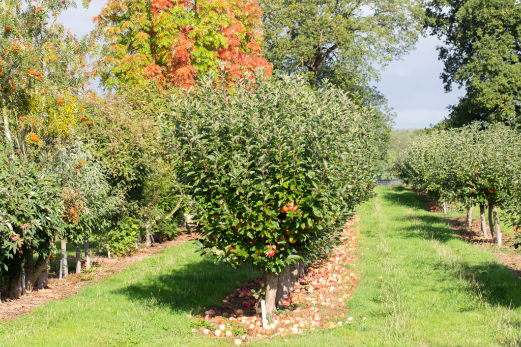 How to Plan an Orchard | Orchard Planting | Frank P Matthews