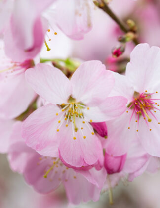 Prunus 'Tom'